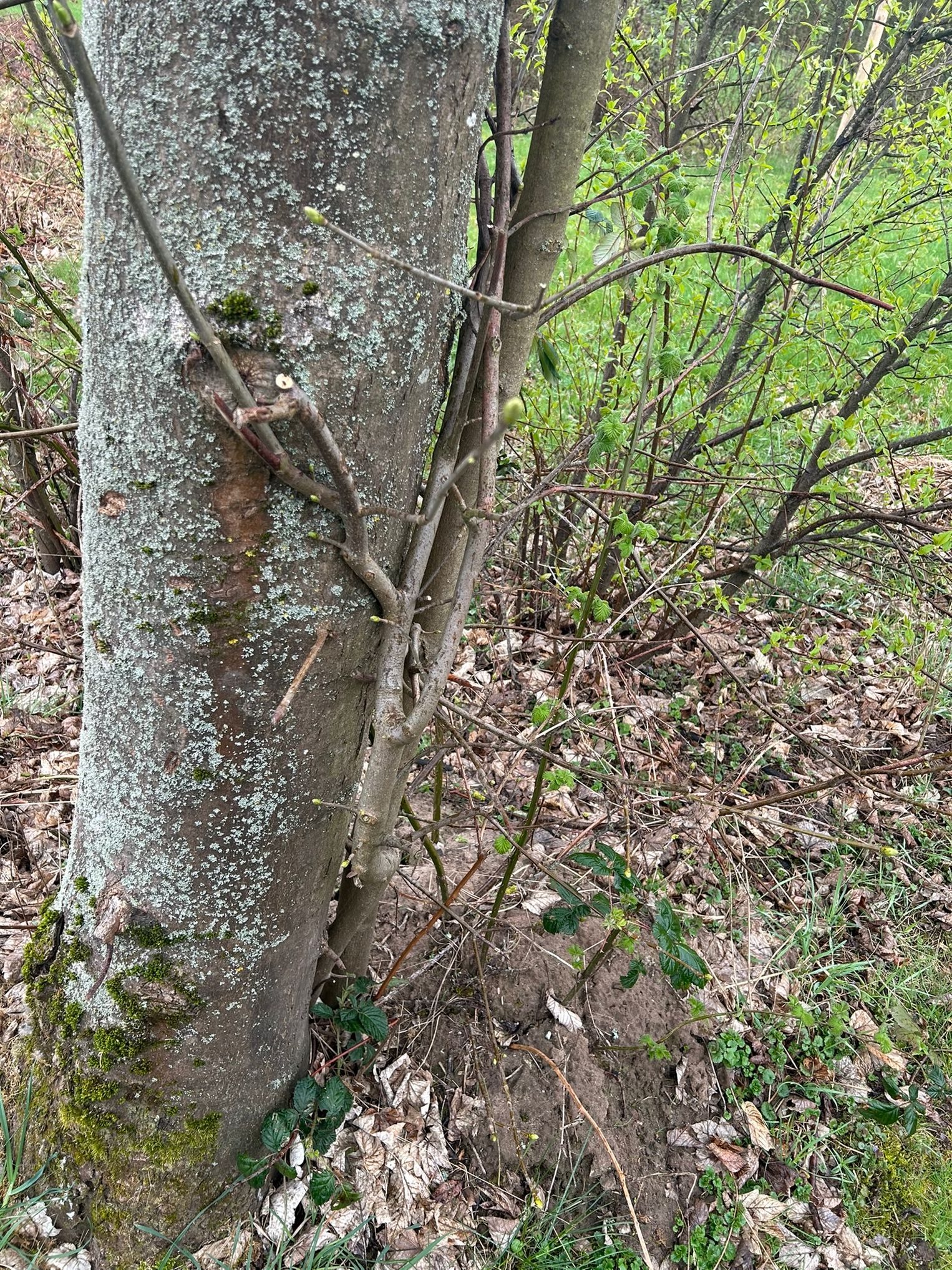 Background image of a tree