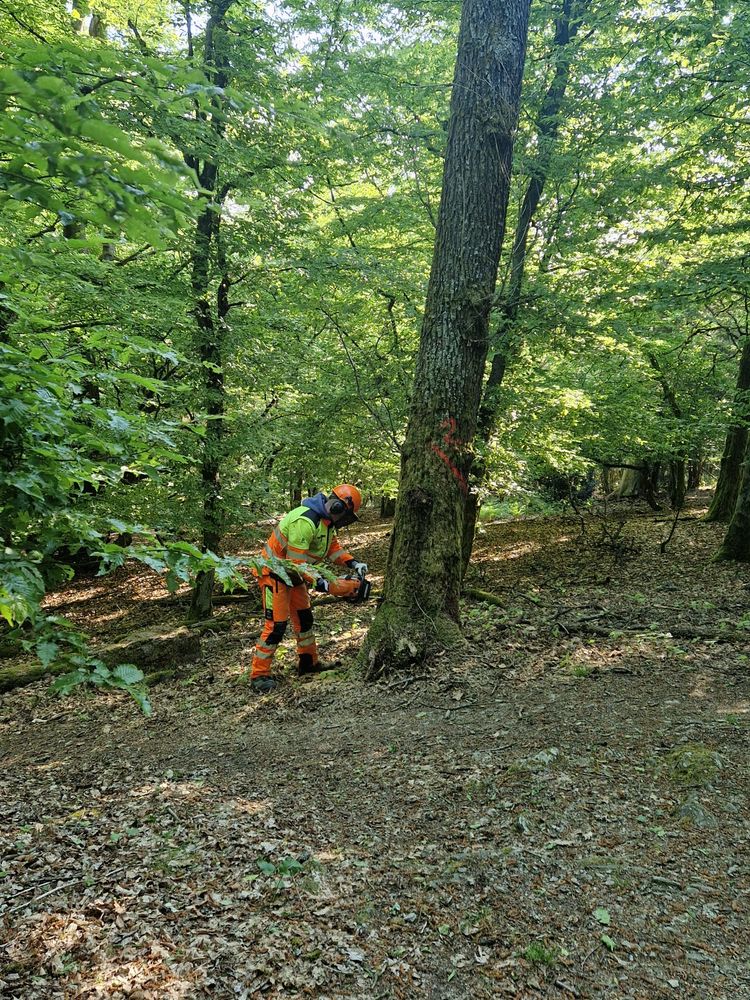 Ole Rößler fällt einen Baum