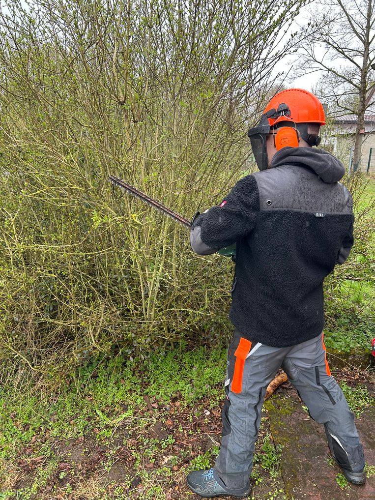 Ole Rößler schneidet eine Hecke